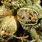 Male Cannabis Seeds