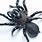 Male Funnel Web Spider