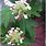 Maple Leaf Hydrangea