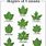 Maple Trees Types by Leaf