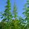 Marijuana Plant Cannabis Sativa