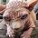 Mean Hairless Cat