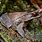 Megophrys