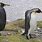 Melanistic King Penguin