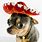 Mexican Chihuahua Sombrero