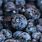 Michigan Blueberries