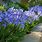 Miniature Agapanthus