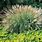 Miscanthus Adagio Grass
