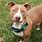 Mixed Pit Bull Breeds