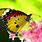 Most Beautiful Butterflies Wallpapers