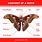 Moth Wing Anatomy