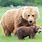 Mother Grizzly Bear