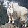 Mountain Goat Animal