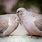 Mourning Dove Cute