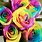 Multi-Colored Roses