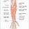 Muscles of Posterior Arm