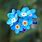 Myosotis Flower