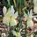 Narcissus Triandrus Plant