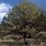 Native Arizona Trees