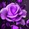 Neon Purple Roses