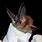 New Guinea Big-Eared Bat