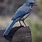 New Mexico Blue Bird
