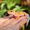 Newborn Gecko