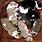 Newborn Pit Bulls