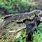 Nile Crocodile Feeding