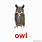 OWL Flash Card