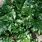 Oak Leaf Acanthus