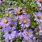 October Skies Aromatic Aster
