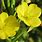 Oenothera Flower