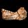 Oldest Human Fossil Ever Found