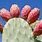 Opuntia Cactus Care