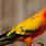 Orange Parrot