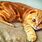 Orange Scottish Fold Cat