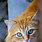 Orange Tabby Cat with Blue Eyes