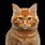 Orange Tabby Cat with Yellow Eyes