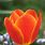 Orange Tulip Bulbs