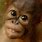 Orangutan Funny Face