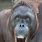 Orangutan Funny Pics