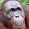 Orangutan with Human