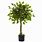 Outdoor Artificial Plants and Trees