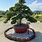 Outdoor Bonsai Tree