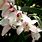 Outdoor Orchids Plants