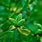 Paeonia Lactiflora Seeds