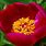 Paeonia Officinalis