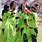 Pakistan Women Cricket