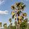 Palm Tree Africa
